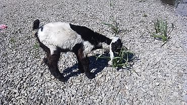 rakun satışı: Temiz qan helem keçisinin balasi satılır.200manat — 2