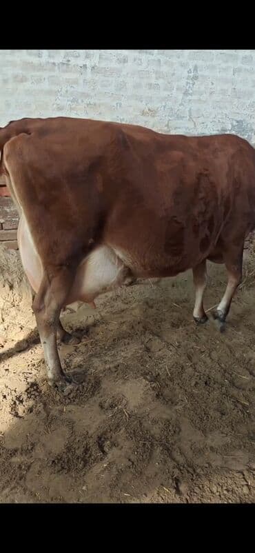 Бараны, овцы: Inek 3 balasi dogub disi balaldir 4 ayliq disi duyesi var her saganda — 9