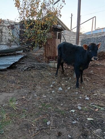 it etibarlı əllərə verilir: Satlıq mal-qaralar - 2 baş bala: biri al-qəhvəyi-ağ ləkəli, digəri — 5