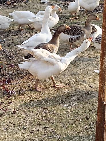 su maymunu: Qaz sürüsü – yerli təsərrüfatda bəslənmiş - Növ: ev qazı (ağ və boz — 5