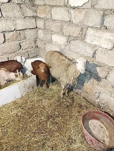 Erkək, il: 1, 10 kq, Damazlıq lalafo.az -da Erkək, il: 1, 10 kq, Damazlıq