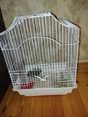 mayali yumurta satisi: Qəfəsilə bir satlır — 1