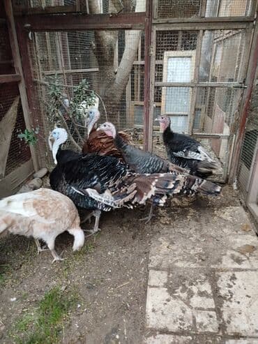 Digər kənd təsərrüfatı heyvanları: Erkək, Damazlıq — 3