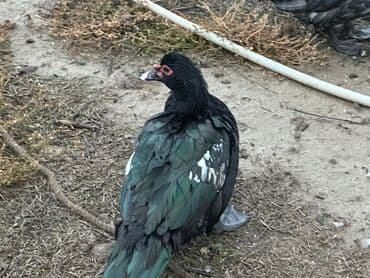 yuxuda ördek balası görmek: Muscovy (hind) ördəkləri – yerli təsərrüfat üçün. - Cins: Muscovy — 3