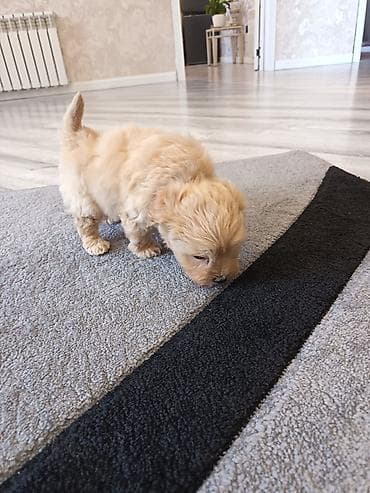 pitbul sekilleri: Pudel, 2 ay, Erkek — 2