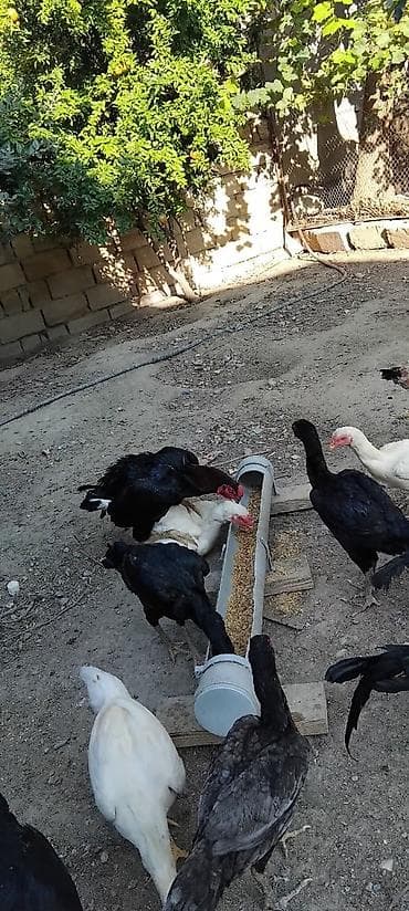 kend cuceleri: Toyuq, Damazlıq — 3