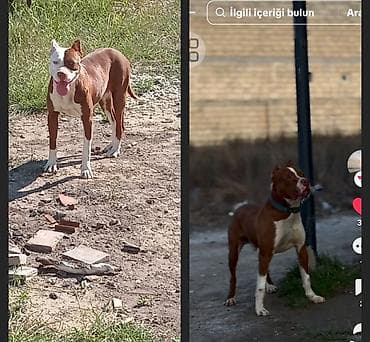 Pitbul, Peyvəndli