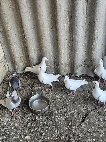 cau cau qiymeti: Drakonar hopdum satilir 20 manatdan. 9 ededi ünvan ramani gülçülük — 6