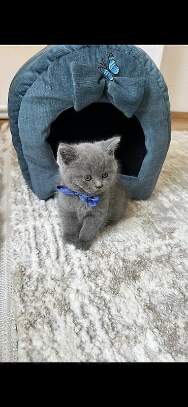 pişik eşyaları: Erkək, Dişi — 4