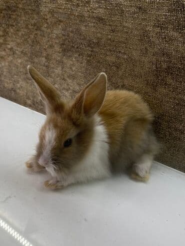 dovsan qefesi: Ev üçün dekorativ dovşan balası - Növ: dekorativ ev dovşanı (mini) - — 3