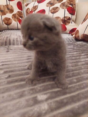 ingilis setter it cinsinin digər adı: Şotland — 2