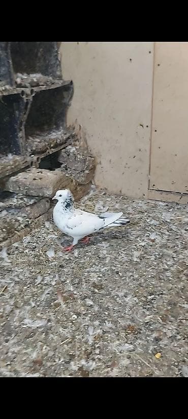 gence quşlar: Əbrəş boyun fason kəkilli erkəkdi . Tam sağlam qızğın erkəkdi cavan — 2