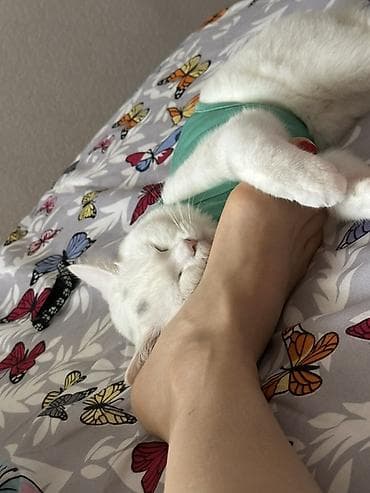 pisik sekileri: Yaxşı əllərə — 3