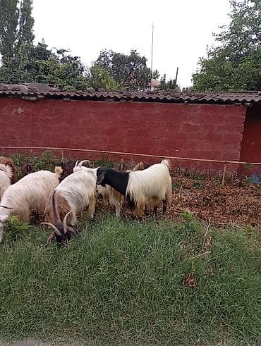 donuz iti: Salam 24 baş heyvandır.1 ədəd hələbdən dönmə təkə.11 ədəd ana keçi.12 — 4