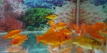 Pişiklər: Qızıl balıqlar böyük ölçüdə — 2