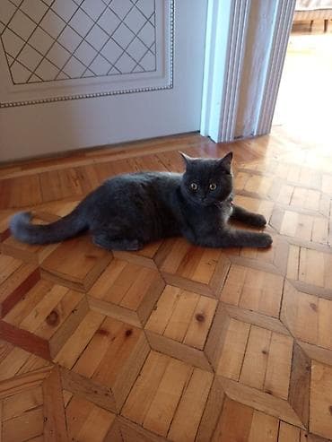 Heyvanlar üçün mallar: Britan, Dişi, Pulsuz çatdırılma — 2