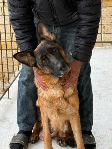 nemeski avçarka: Alman çoban iti, 1 ay, Erkek — 3