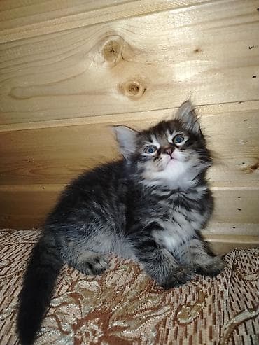 pişik alıram: Türk anqora, Erkək, Dişi, Yaxşı əllərə, Pulsuz çatdırılma — 2