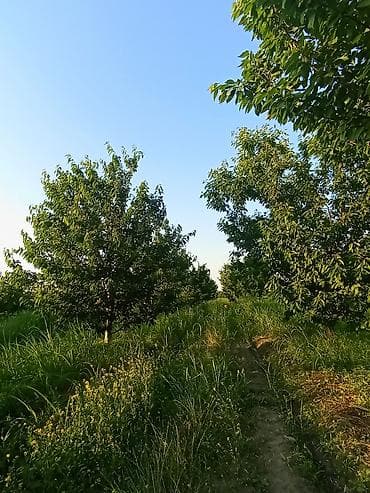 agac gulleri: 1həktar torpaq sahəsidir, 78sotunun sənədi var .Torpaq gilas — 6