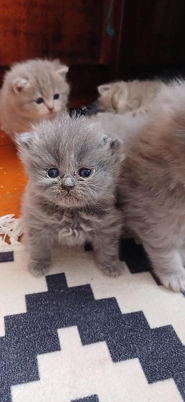 lalafo heyvanlar: 150 ile 800 arasi cins saf qan saqlam pisiklerimiz var sekilde olmayan — 10