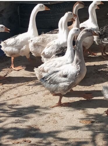 gence toyuq cuce: Linda ve Kuban qazları Kürdəxanı — 1