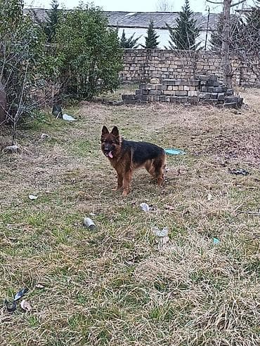 it parodaları: Alman çoban iti, 1 il, Dişi, Peyvəndli, Ödənişli çatdırılma — 3