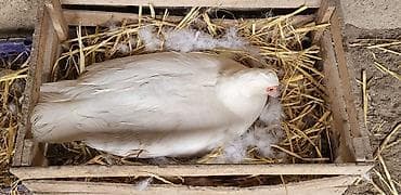 Ördəklər: Dişi, | Lal ördək, Damazlıq, Ünvandan götürmə — 8