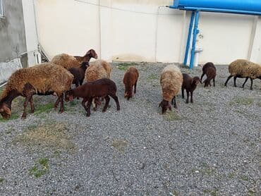 K/t heyvanları üçün mallar: Dişi, Qala, il: 1, 50 kq, Damazlıq, Ünvandan götürmə — 3