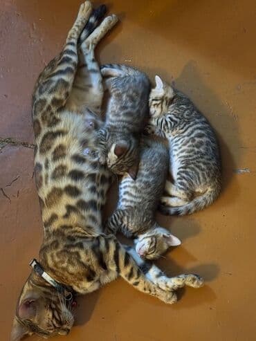 котята породистые купить: Бенгальская — 1