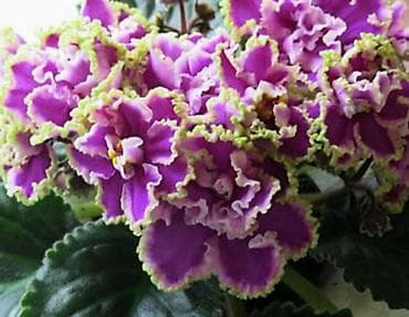 Фиалка. ЛЕ- Эсмеральда Люкс