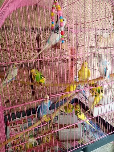 Geyimlər: Valnisti — 2