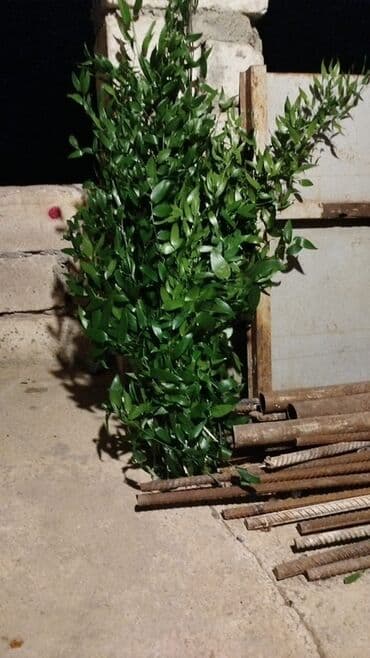 nərgiz gülü satışı: Məhsul: Yaşıl bəzək budaqları Təsvir: - Təbii, sıx yarpaqlı — 1