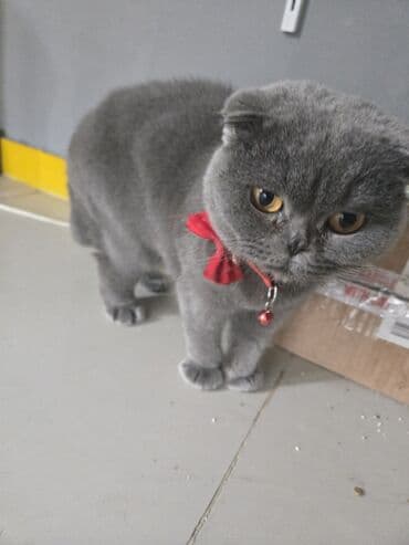 dişi qoyun: Şotland yastı qulaq, Dişi, Yaxşı əllərə, Ünvandan götürmə, Ödənişli çatdırılma — 4