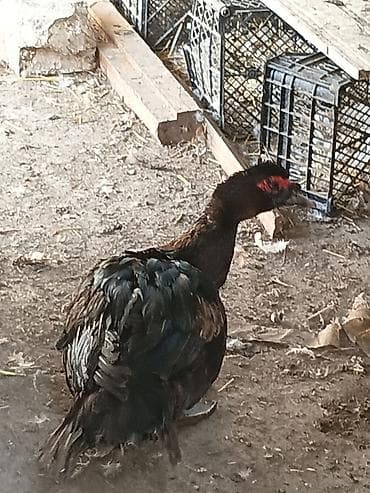 rengli quslar: Qiymət dişilərə aitdir. təmiz qan qara zümrüdü erkek 45 Lavanda — 4