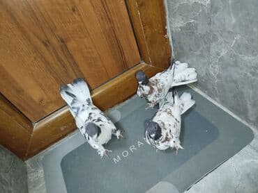 Satılır: 3 ədəd dekorativ göyərçin dəsti Xüsusiyyətlər: - Rəng