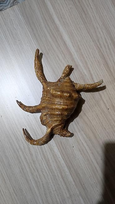 şar dekoru: Dekorativ dəniz ilbizinin qabığı – “spider conch” üslubunda - — 1