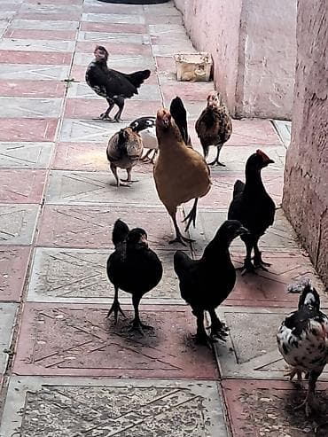 haski balalari satilir: Yapon fərələr xoruzlarda var fərədə var — 1