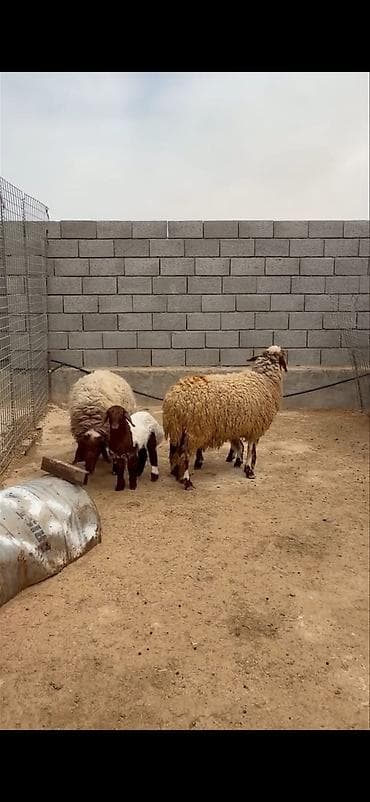 heyvan sahibləndirmə: Mal-qara: ana qoyunlar və quzular Təsvir: - Qapalı həyətdə saxlanılan — 5