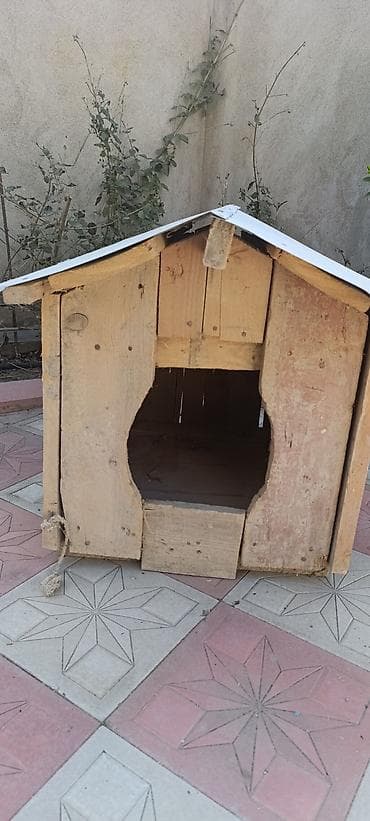 Gəmiricilər: It yuvası. qalın taxtalardan hazırlanıb. ünvan qaraçuxur — 4