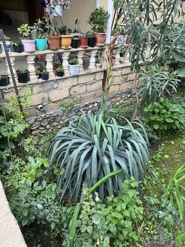diffenbaxiya bitkisi haqqında: Her cure guler var veregliyin baxin ancag xanimlara satiş olur Gencedi — 9