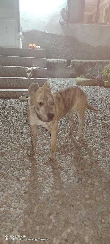 alman afçarka iti: Pitbul — 6