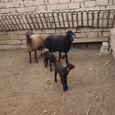 qoyun qiyməti 2024: Qoyun sürüsü – 2 ana qoyun və 2 quzu - Növlər: qaragül/yerli — 2