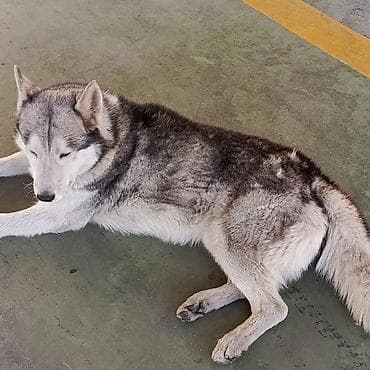 cane corso qiyməti: Xaski, 1 il, Erkek — 2