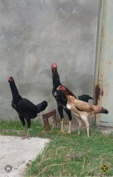 çoban iti adlari: Toyuq, Damazlıq — 1