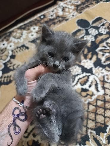 əllərə: Boz tüklü balaca pişik balası - Rəng: tamamilə boz - Xasiyyət — 3