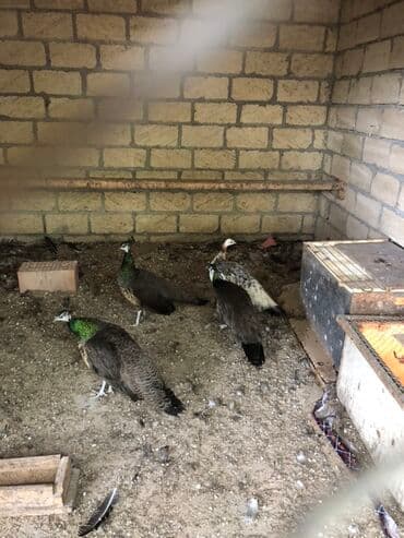 qu quşu: 3 illik tovuzquwu 1 i 170 azn — 1