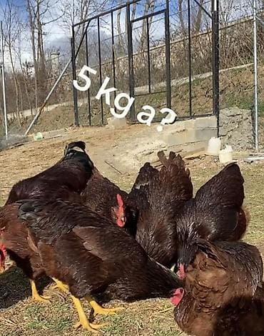 tap.az toyuqlar: Məhsul: Qəhvəyi rəngli kənd toyuqları (təmiz cins ət-yumurta — 2