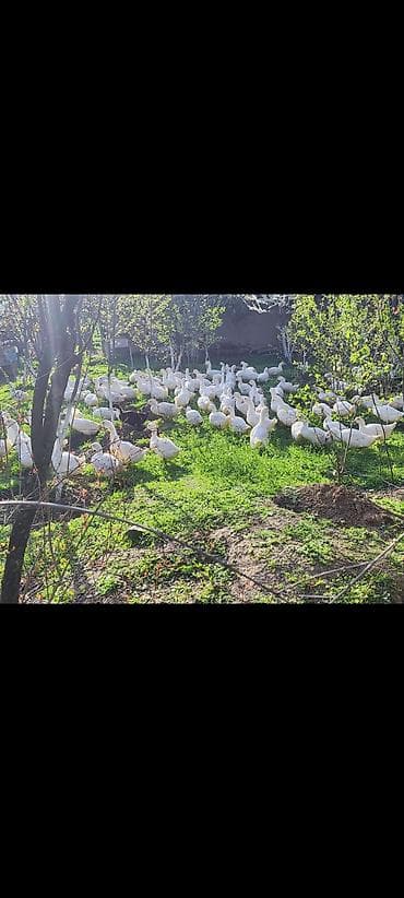 ağ pişik: Məhsul: Ağ ördəklər (sürü halında) Təsvir: - Açıq məkanda otlaqda — 7