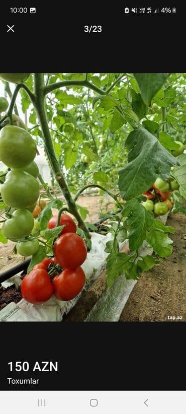 Otaq bitkiləri: Məhsul: Toxumlar – ALIZE F1 qarpız toxumu - Brend: KNOWN-YOU SEED — 5