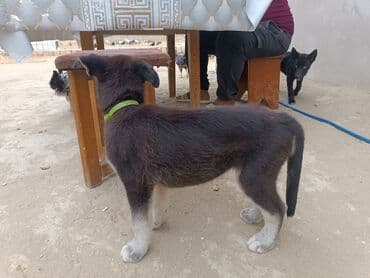 tok coban: Alman çoban iti, 3 ay, Erkek — 8